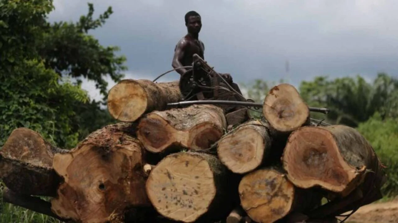 Logging Near Rivers C/River govt. suspends logging activities – Hensard Times